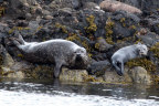 Mother seal and pup