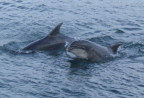Smiling dolphin