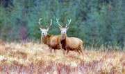 Red Deer